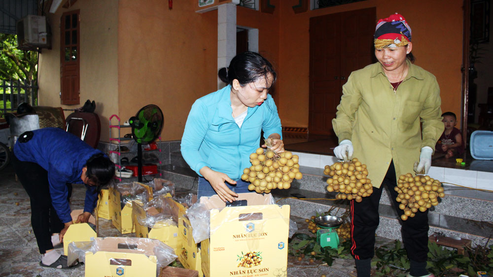 Hội Nông dân tỉnh Bắc Giang gắn phát triển sản phẩm OCOP với các HTX nông nghiệp - Ảnh 1.