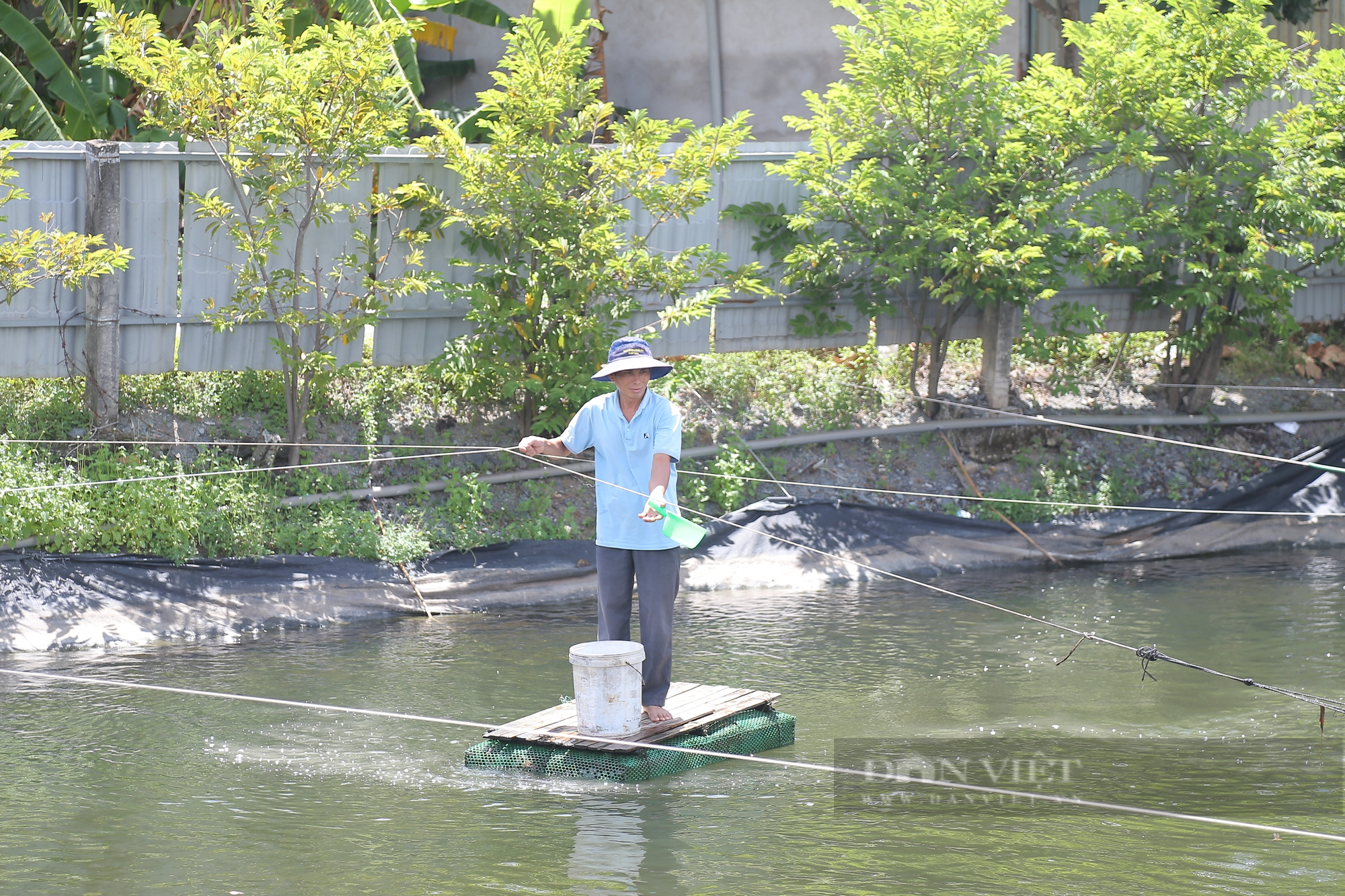 Xém phá sản vì nuôi gà, nông dân Sài Gòn đào ao quanh nhà nuôi tôm thu tiền tỷ  - Ảnh 3.