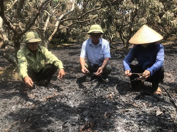 Hải Dương: Cháy vườn vải ở huyện Thanh Hà gây thiệt hại lớn quá - Ảnh 2.