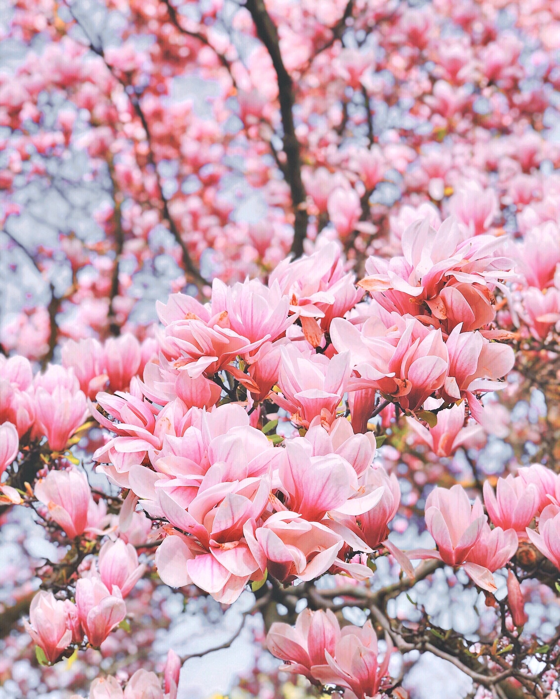 Ai sinh tháng Âm lịch này cuộc đời nở rộ như hoa mùa xuân, năm nào cũng may mắn, rạng rỡ - Ảnh 4.