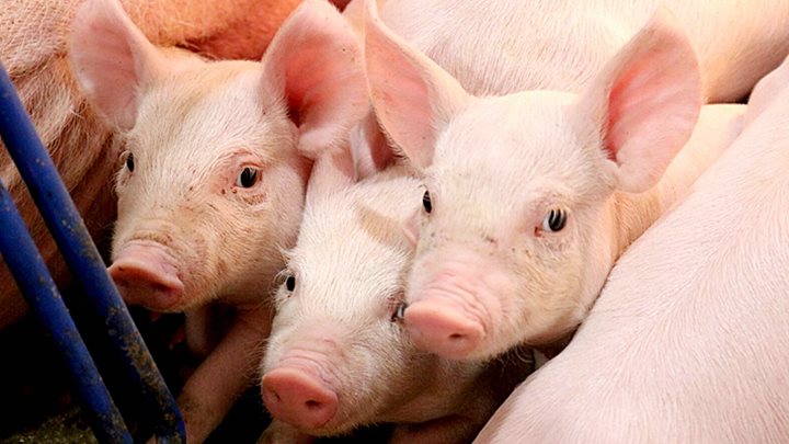 Giá lợn hơi lấy lại mốc 60.000 đồng/kg, xuất khẩu thịt và sản phẩm thịt khởi sắc - Ảnh 2.