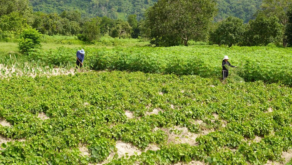 Cung đường bê-tông nông thôn đẹp như phim, view đang hot nhất ở An Giang, ai đi Bảy Núi ráng ghé một lần - Ảnh 3.