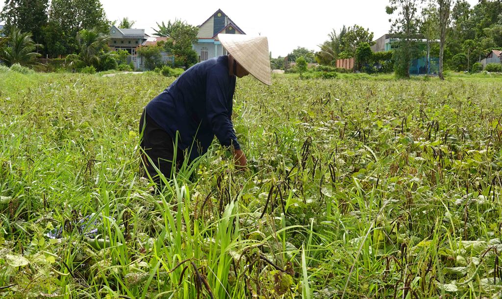 Cung đường bê-tông nông thôn đẹp như phim, view đang hot nhất ở An Giang, ai đi Bảy Núi ráng ghé một lần - Ảnh 5.