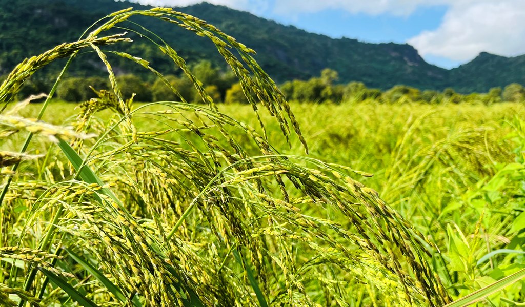 Cung đường bê-tông nông thôn đẹp như phim, view đang hot nhất ở An Giang, ai đi Bảy Núi ráng ghé một lần - Ảnh 7.