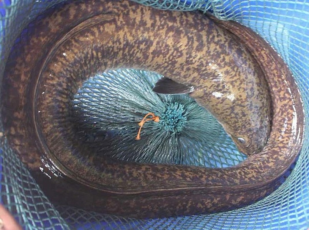 Ở miền tây xứ Nghệ có loại cá dài tới cả mét, nặng hàng yến, giá cực đắt mà đại gia vẫn vung tiền mua - Ảnh 7.