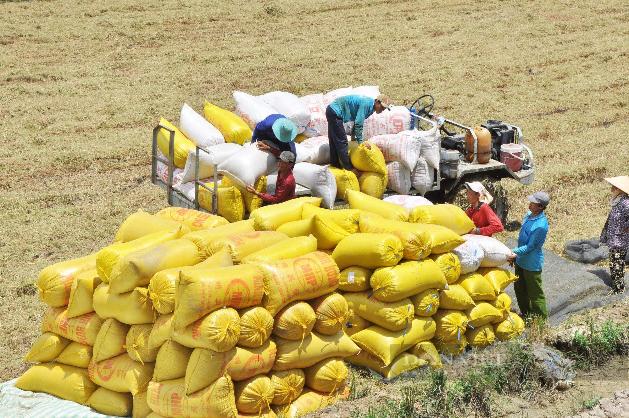 Đề án 1 triệu ha lúa: Người trồng lúa dễ có thêm 16.000 tỉ đồng/năm khi có hợp tác công tư - Ảnh 2.