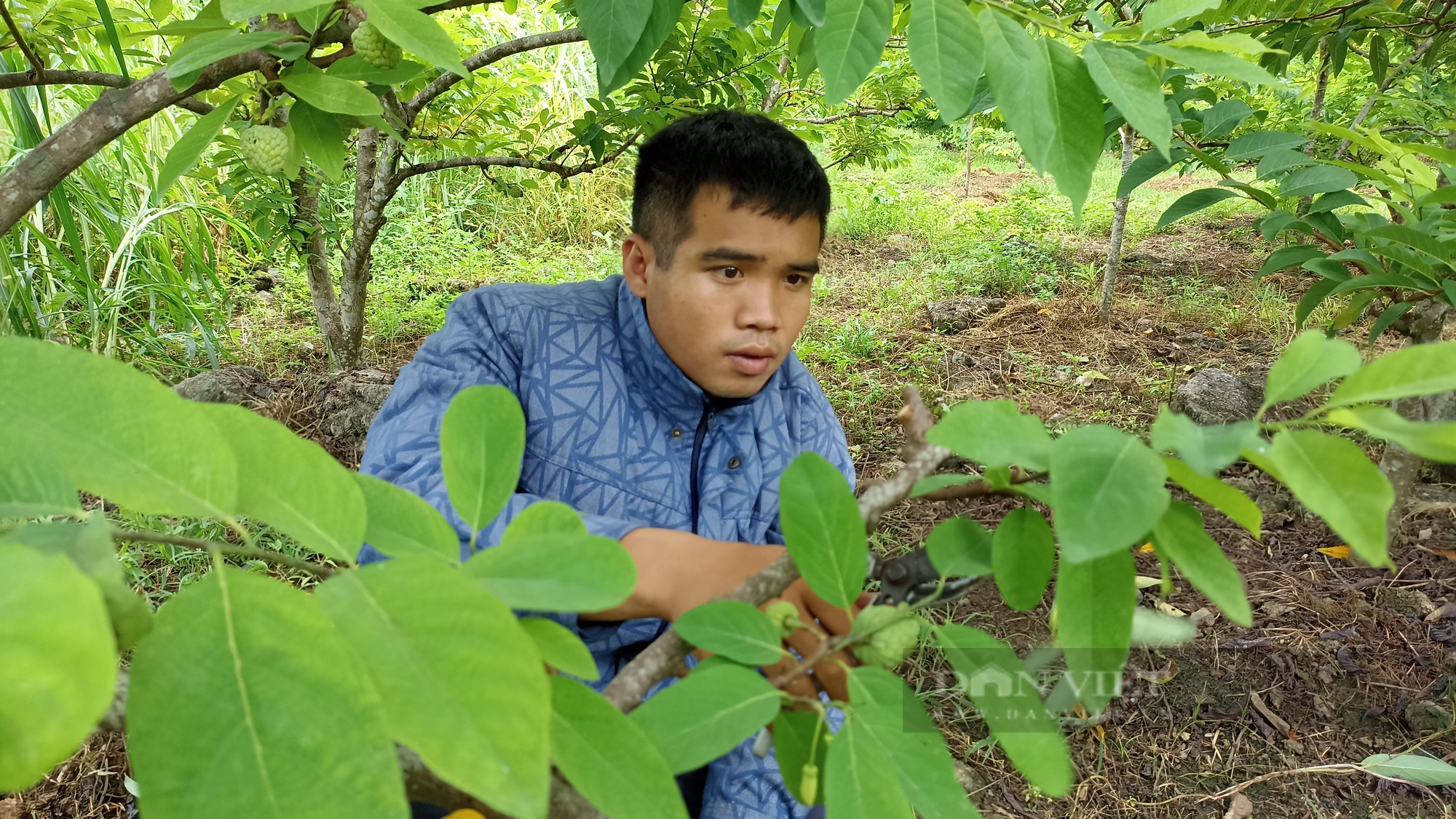 Cặp vợ chồng 9X ở Ninh Bình bỏ phố về quê trồng na dai thu hơn 300 triệu đồng - Ảnh 3.