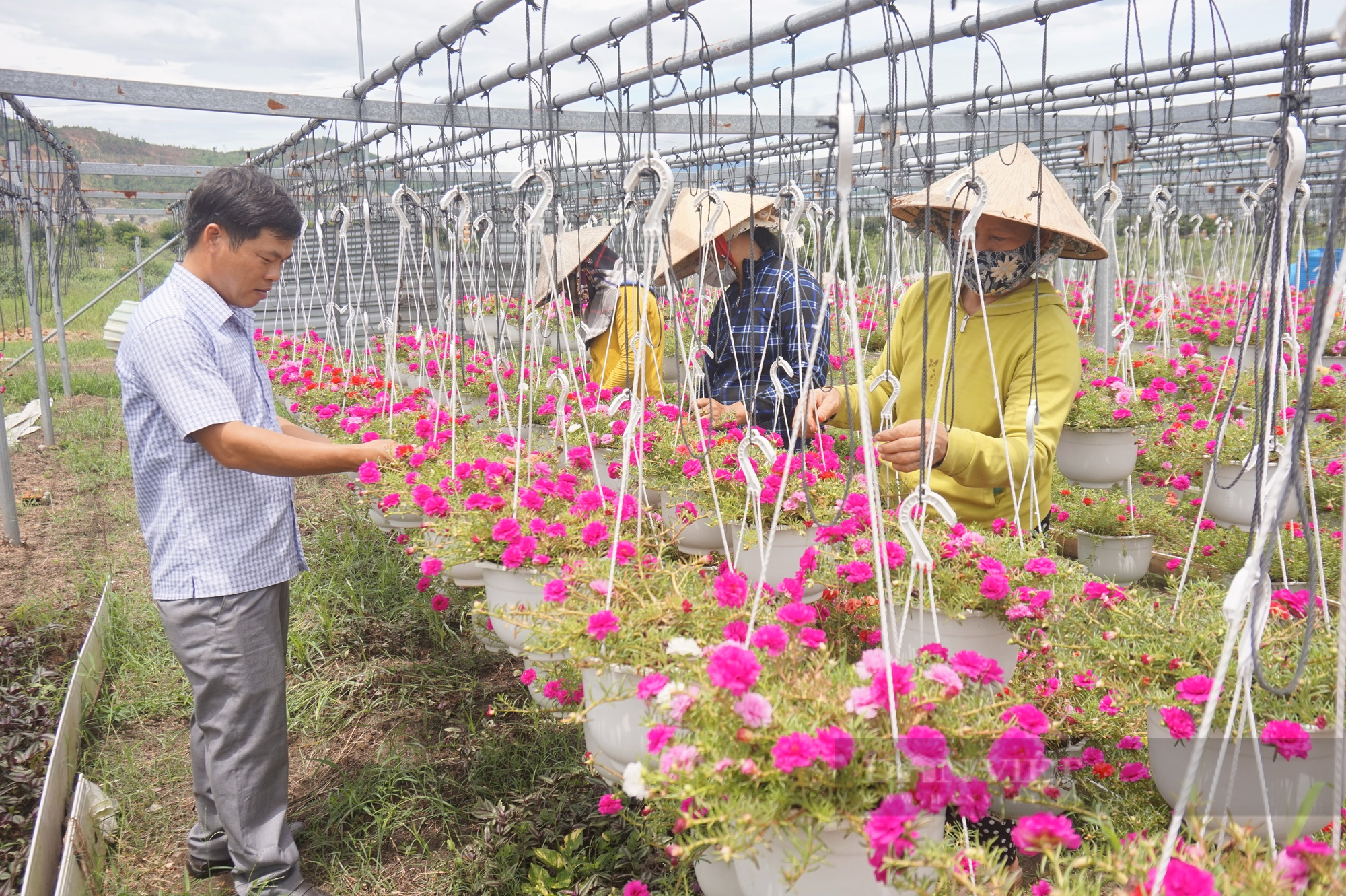 Qũy Hỗ trợ nông dân TP.Đà Nẵng tiếp sức cho nhà nông làm giàu - Ảnh 2.