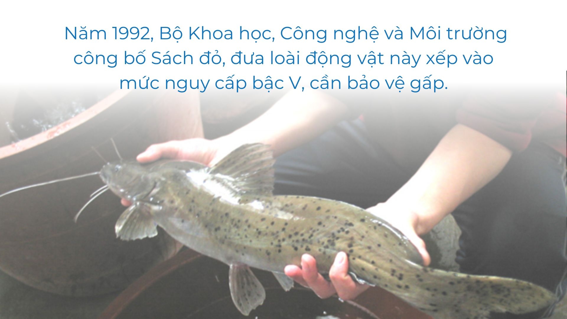 Đến một nơi ở Lào Cai thấy nuôi la liệt thứ cá đặc sản lạ mắt, nếu bán đắt tiền là đúng thôi - Ảnh 1.