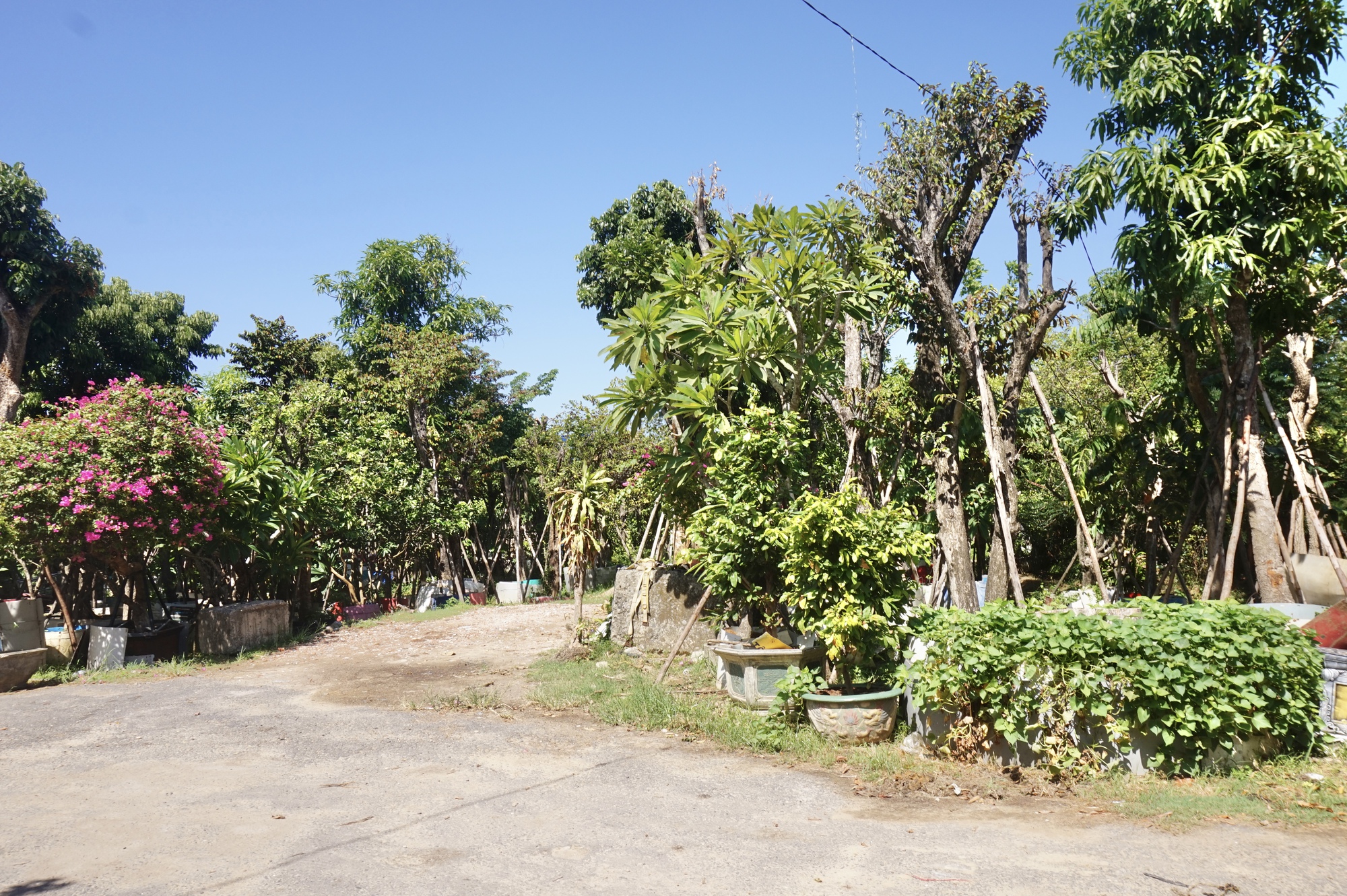 Nhờ nguồn lực quan trọng này, nông dân Đà Nẵng mạnh dạn trồng hoa, nuôi cá để thoát nghèo  - Ảnh 9.