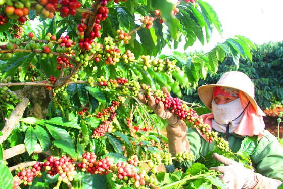 Giá cà phê tăng mạnh ngay đầu năm, nguồn cung Robusta xuống thấp kỷ lục- Ảnh 3.