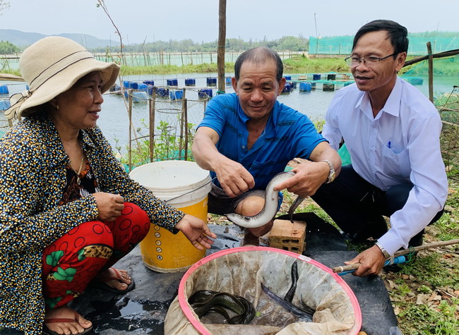 Loại cá bổ dưỡng nuôi trong ao đất, bắt lên to bự, ông nông dân Bình Định bán 500.000 đồng/kg - Ảnh 1.