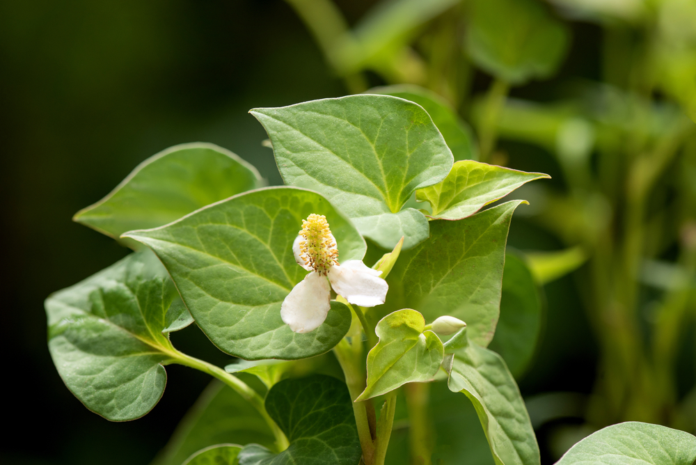 Loại rau ở Việt Nam mọc dại, sang Nhật được quý trọng dùng làm trà giải độc, chống lão hóa - Ảnh 2.