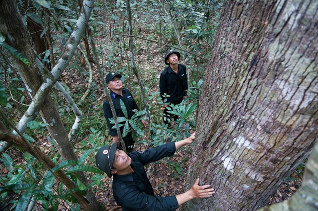 Rừng cây cổ thụ đẹp mê tơi ở một Vườn quốc gia nổi tiếng đất Tây Ninh, có vô số &quot;loài thú Sách đỏ&quot; - Ảnh 1.