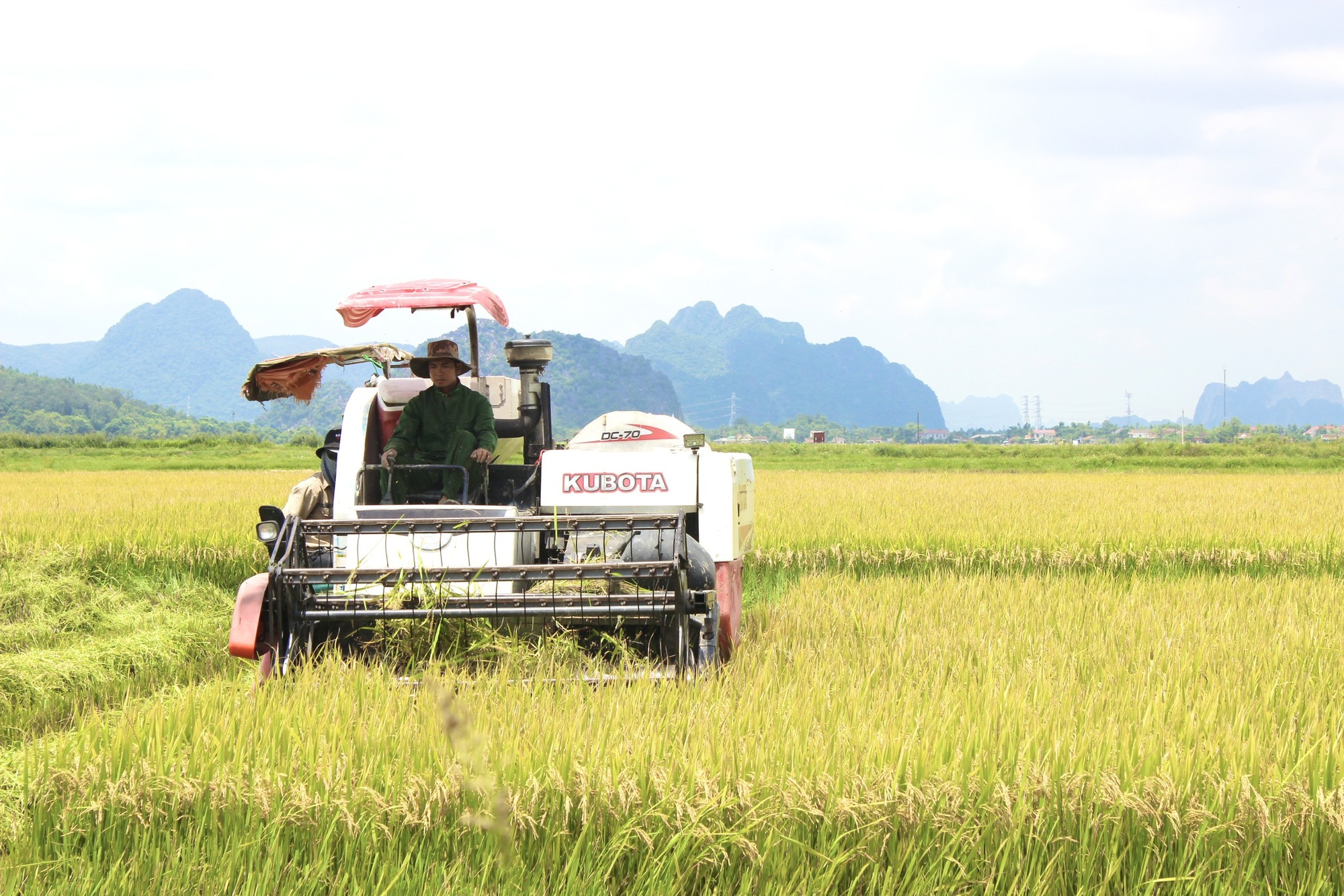 Nông dân Quảng Bình phấn khởi ra đồng gặt lúa hè - thu năng suất cao, còn được công ty thu mua ngay tại ruộng - Ảnh 4.
