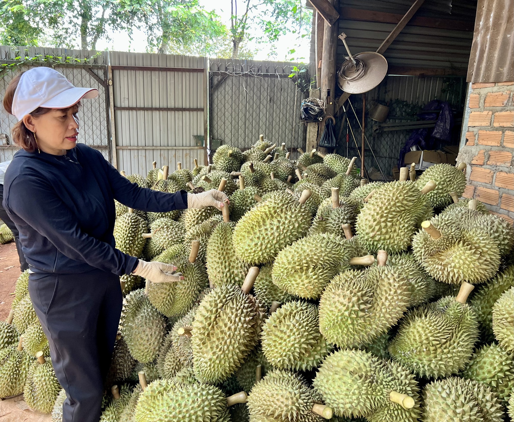 Giá sầu riêng bất ngờ &quot;quay đầu&quot; giảm, nhà vườn &quot;về đích&quot; an toàn? - Ảnh 1.