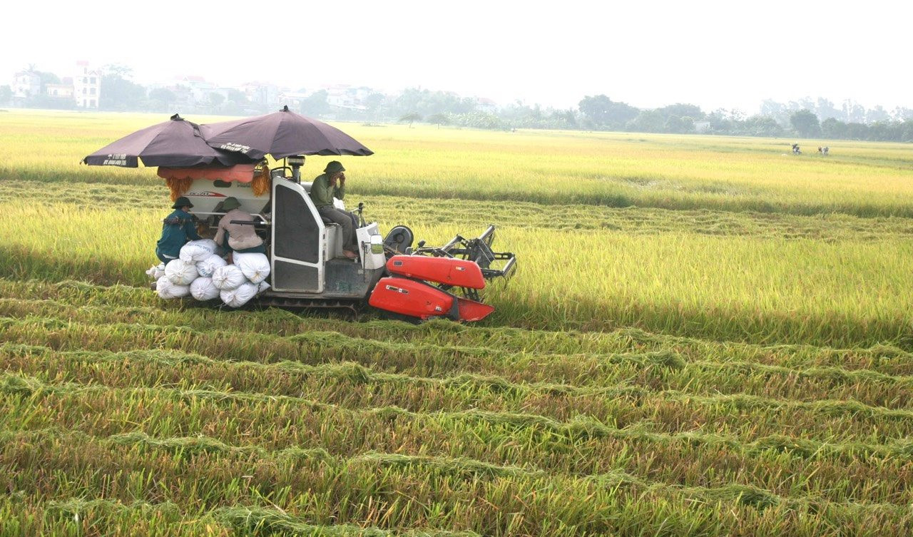 Giá gạo xuất khẩu có xu hướng giảm - Ảnh 1.