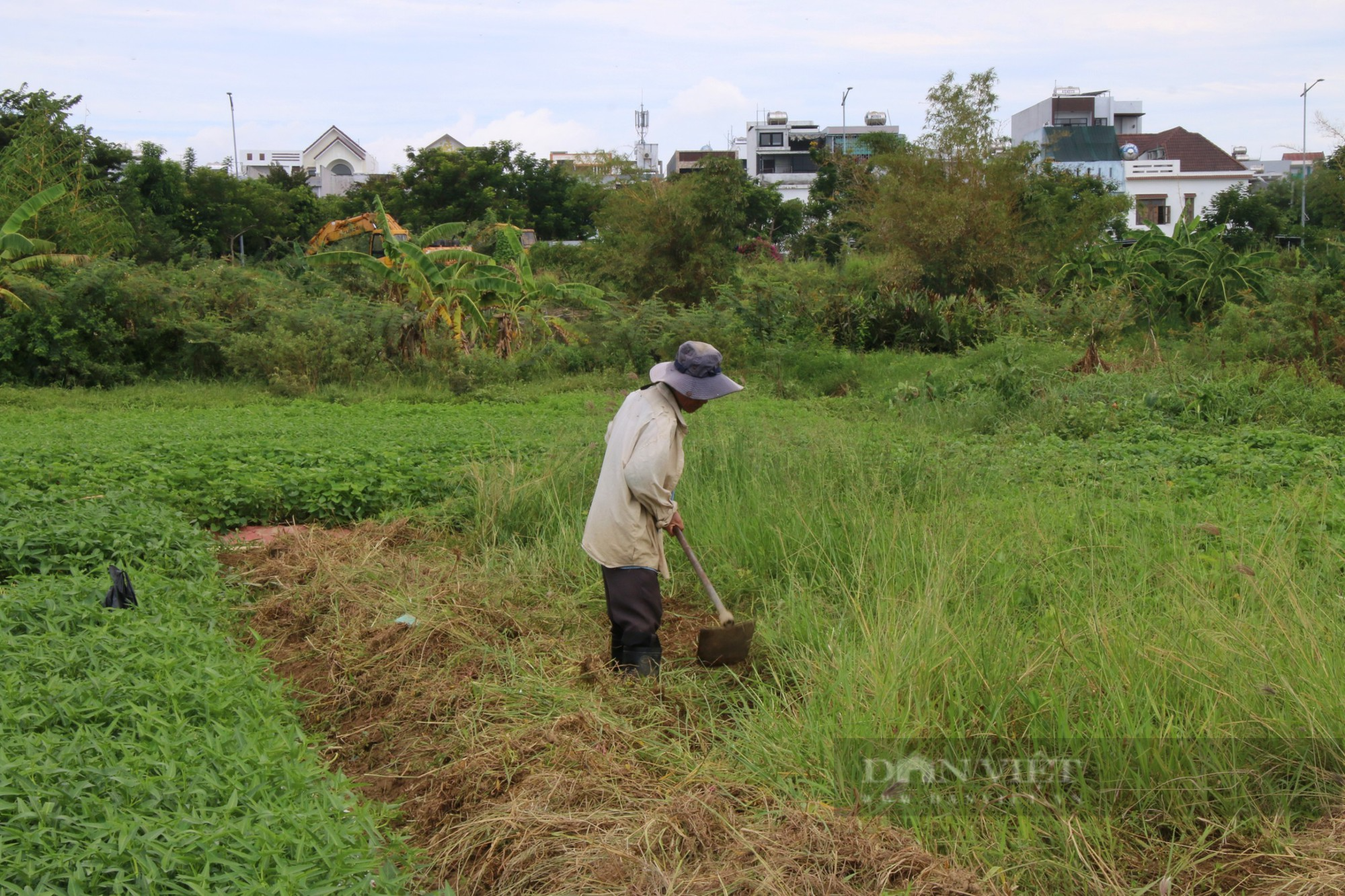 Cảnh tiêu điều, rau củ chết khô tại vùng rau sạch lớn nhất Đà Nẵng - Ảnh 9.