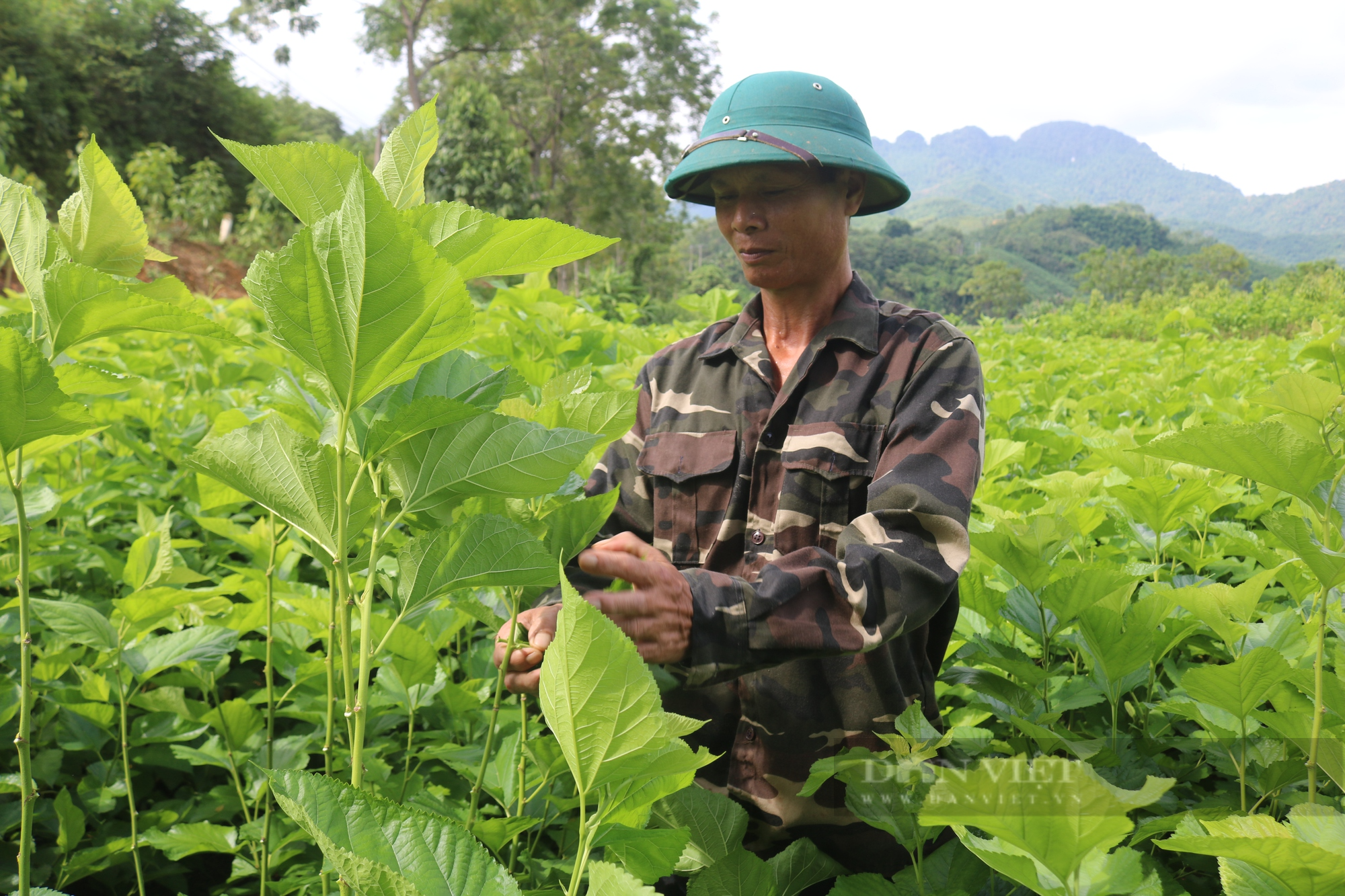 Một nông dân ở Lào Cai trồng dâu lấy lá nuôi tằm cho thu nhập 18 triệu đồng/tháng  - Ảnh 2.