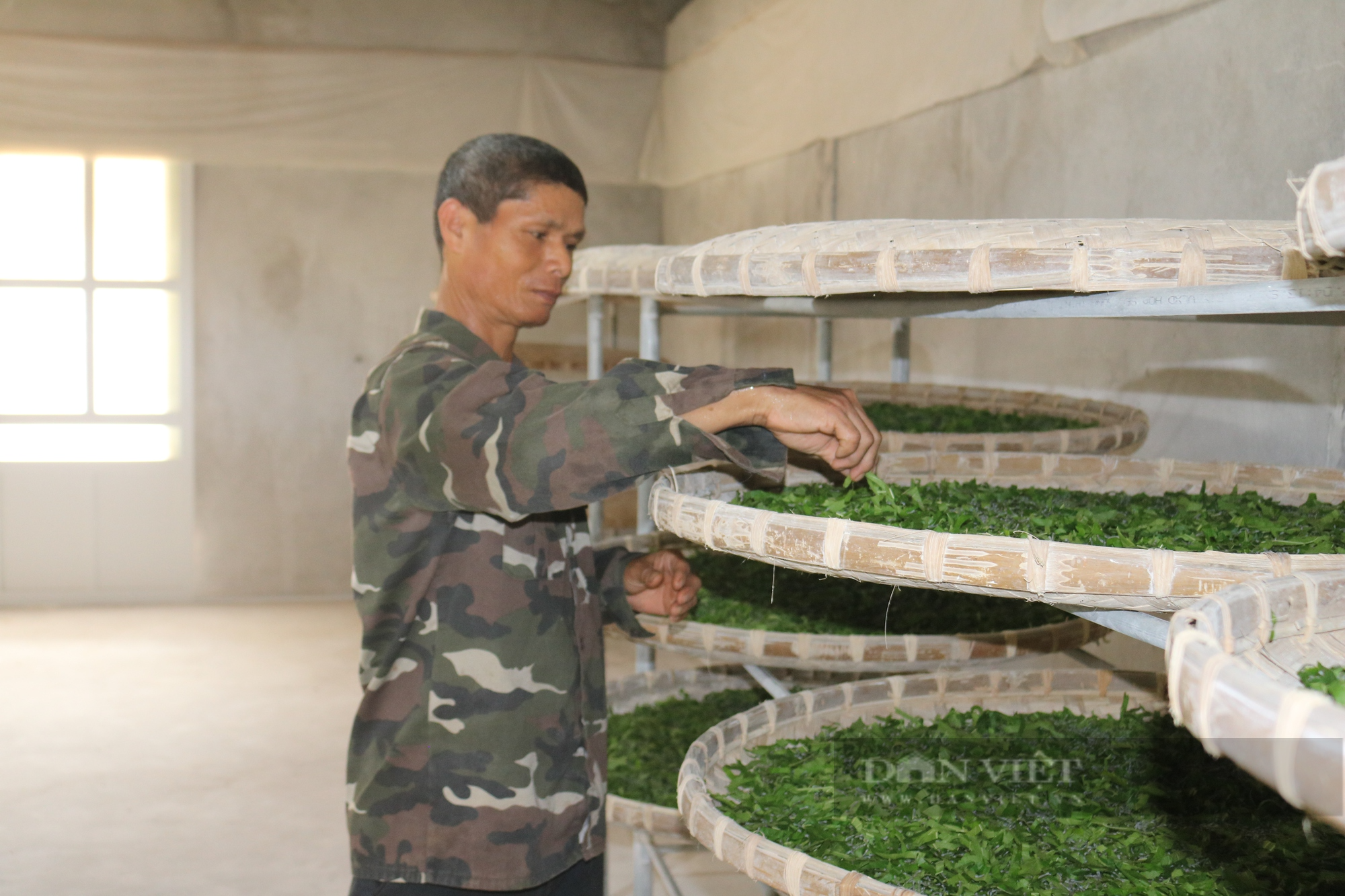 Một nông dân ở Lào Cai trồng dâu lấy lá nuôi tằm cho thu nhập 18 triệu đồng/tháng  - Ảnh 3.