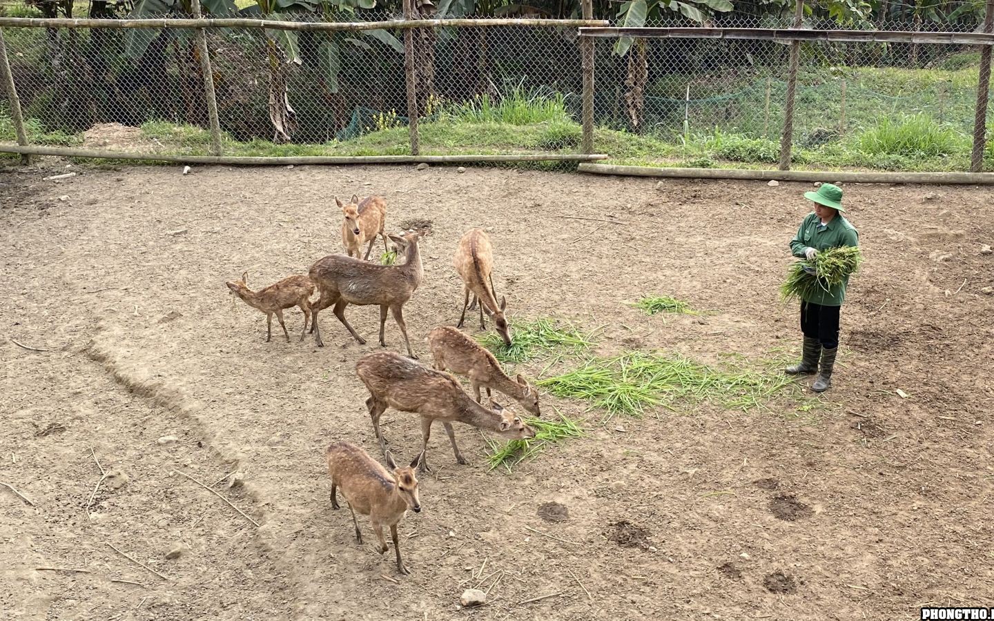 Con vật xưa là động vật hoang dã, nay dân một nơi ở Lai Châu nuôi thành bầy, cắt thứ đại bổ bán đắt tiền