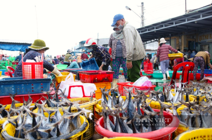 Cảng cá Ninh Thuận nhộn nhịp hoạt động hết công xuất ngày đầu năm mới 2024 - Ảnh 3.