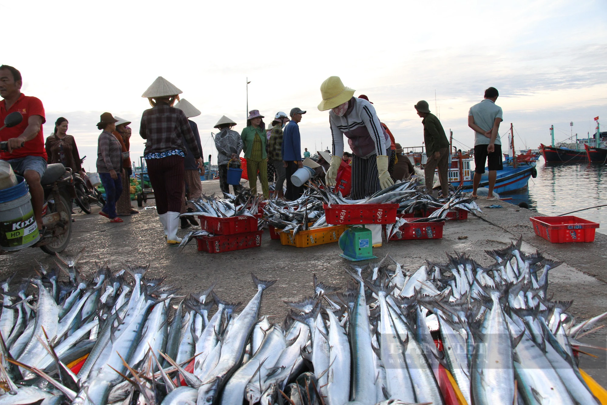 Cảng cá Ninh Thuận nhộn nhịp hoạt động hết công xuất ngày đầu năm mới 2024 - Ảnh 5.