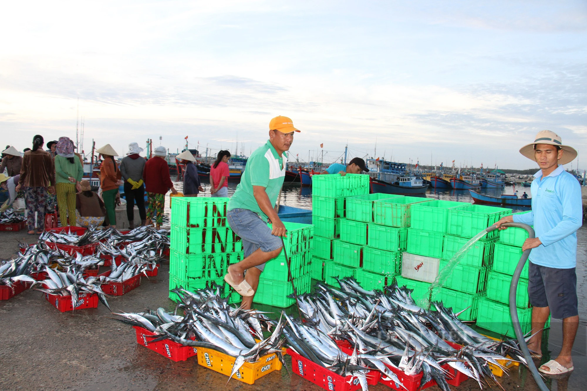 Cảng cá Ninh Thuận nhộn nhịp hoạt động hết công xuất ngày đầu năm mới 2024 - Ảnh 7.