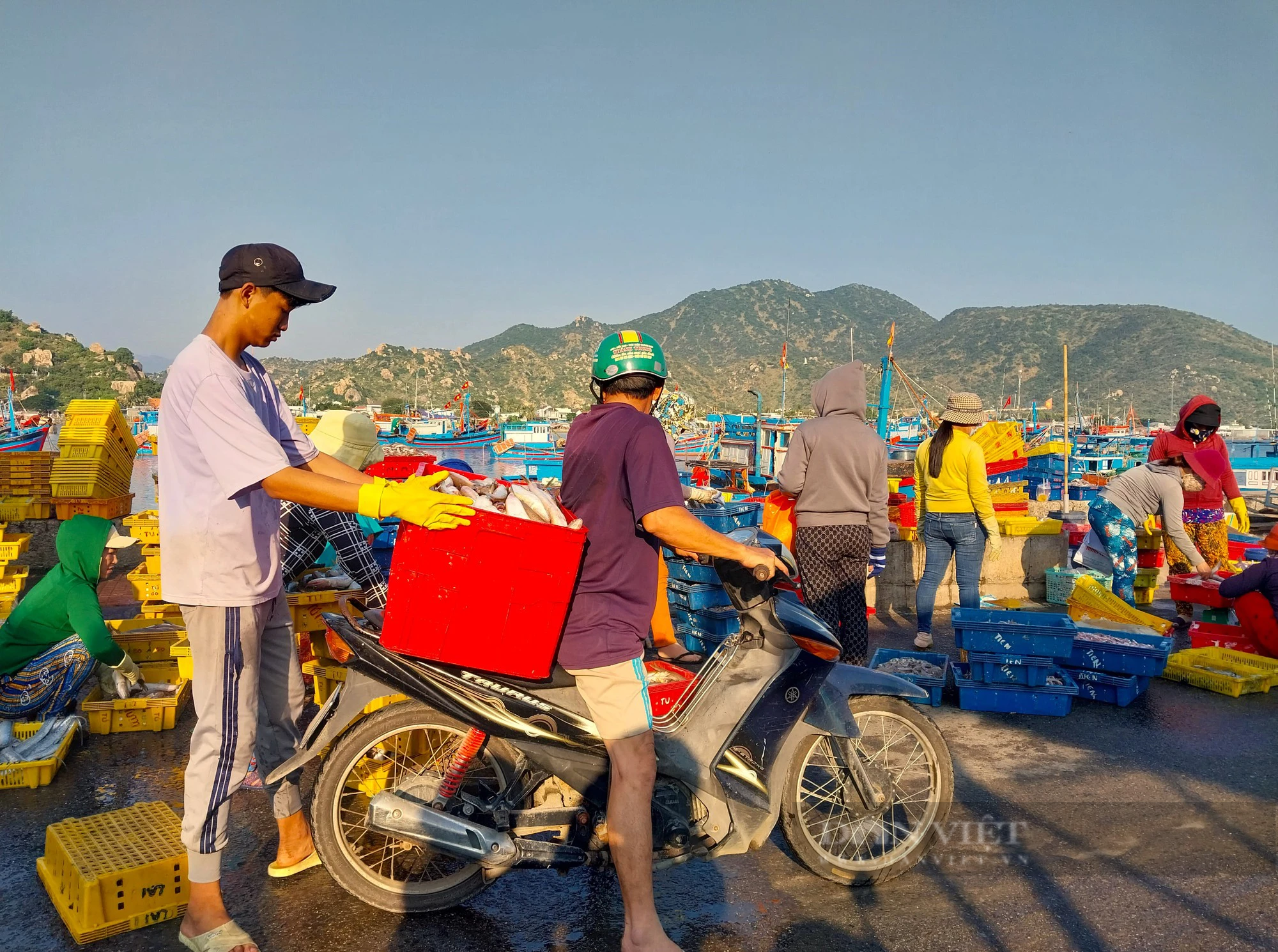 Cảng cá Ninh Thuận nhộn nhịp hoạt động hết công xuất ngày đầu năm mới 2024 - Ảnh 11.