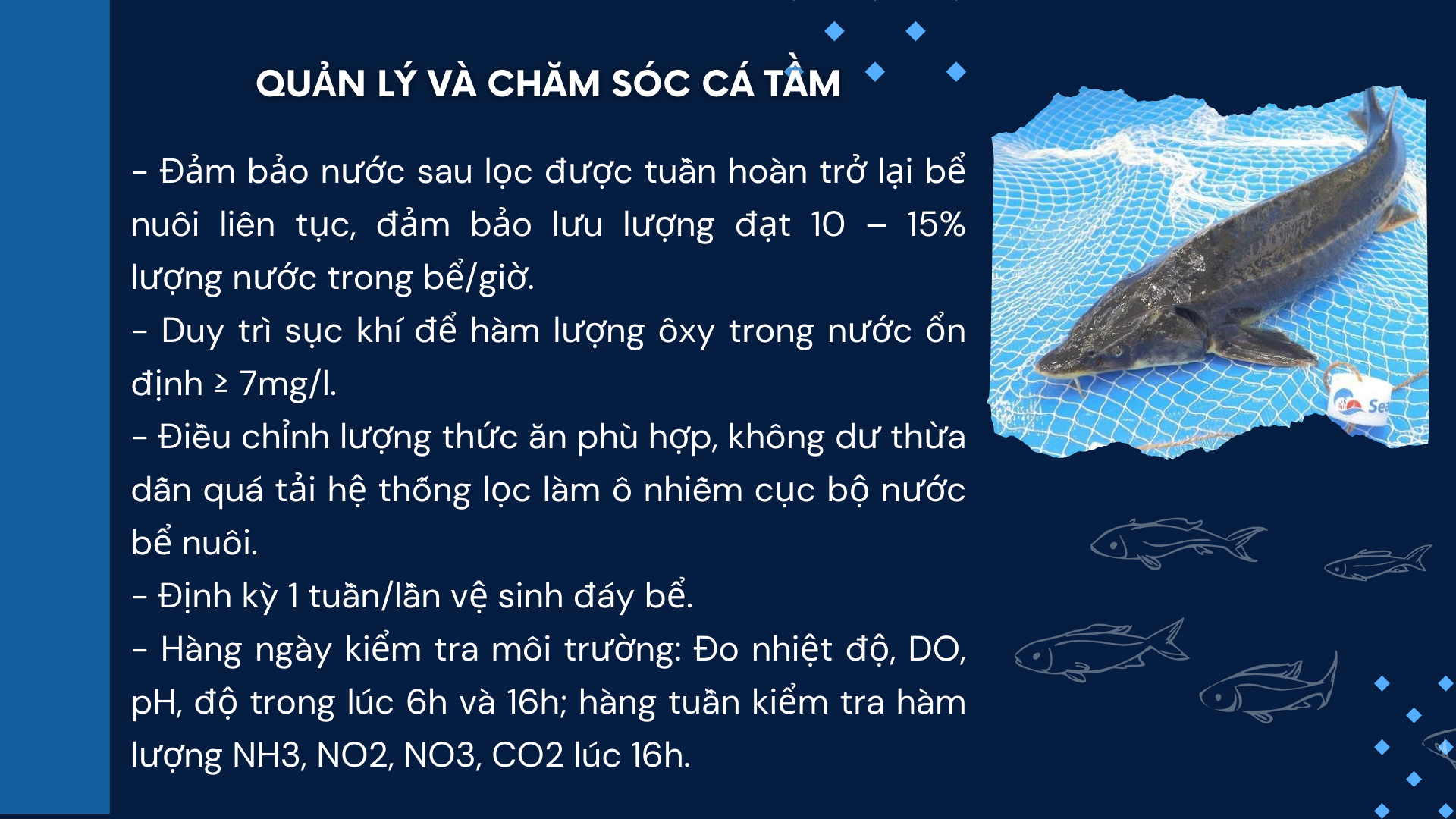 SỔ TAY NHÀ NÔNG: Thu hoạch cá tầm và những điều cần lưu ý- Ảnh 1.