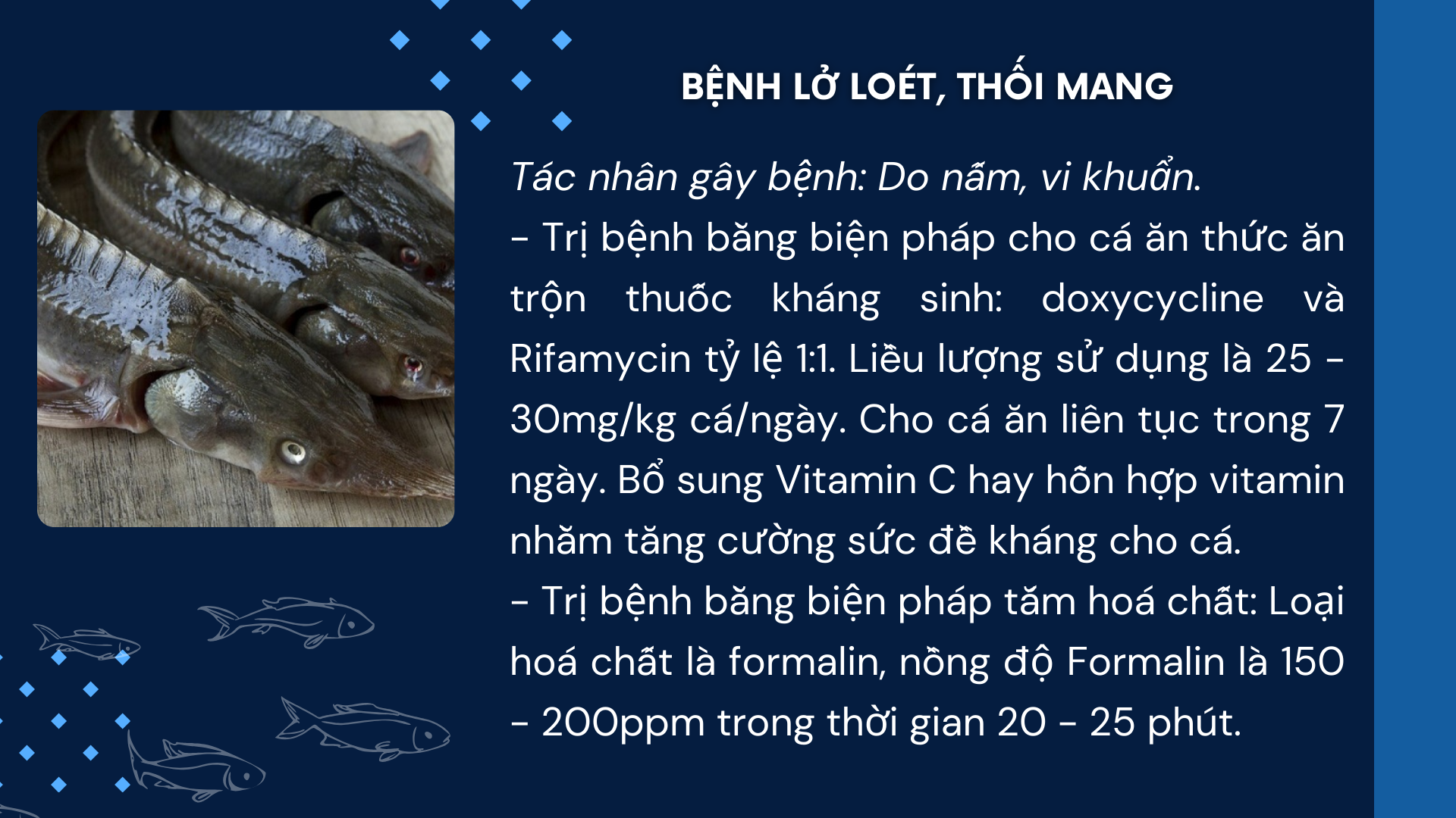 SỔ TAY NHÀ NÔNG: Một số bệnh do vi khuẩn Furunculosis gây ra trên cá tầm và cách phòng trị- Ảnh 2.