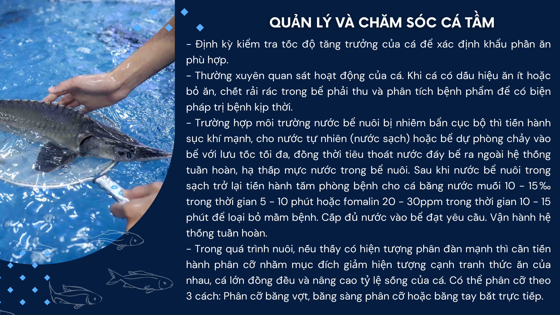 SỔ TAY NHÀ NÔNG: Thu hoạch cá tầm và những điều cần lưu ý- Ảnh 2.