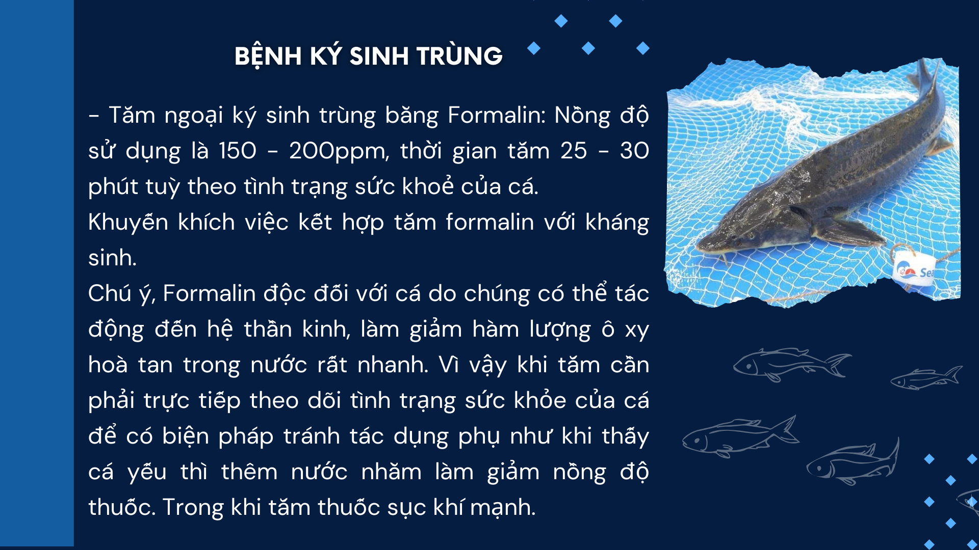 SỔ TAY NHÀ NÔNG: Một số bệnh do vi khuẩn Furunculosis gây ra trên cá tầm và cách phòng trị- Ảnh 3.