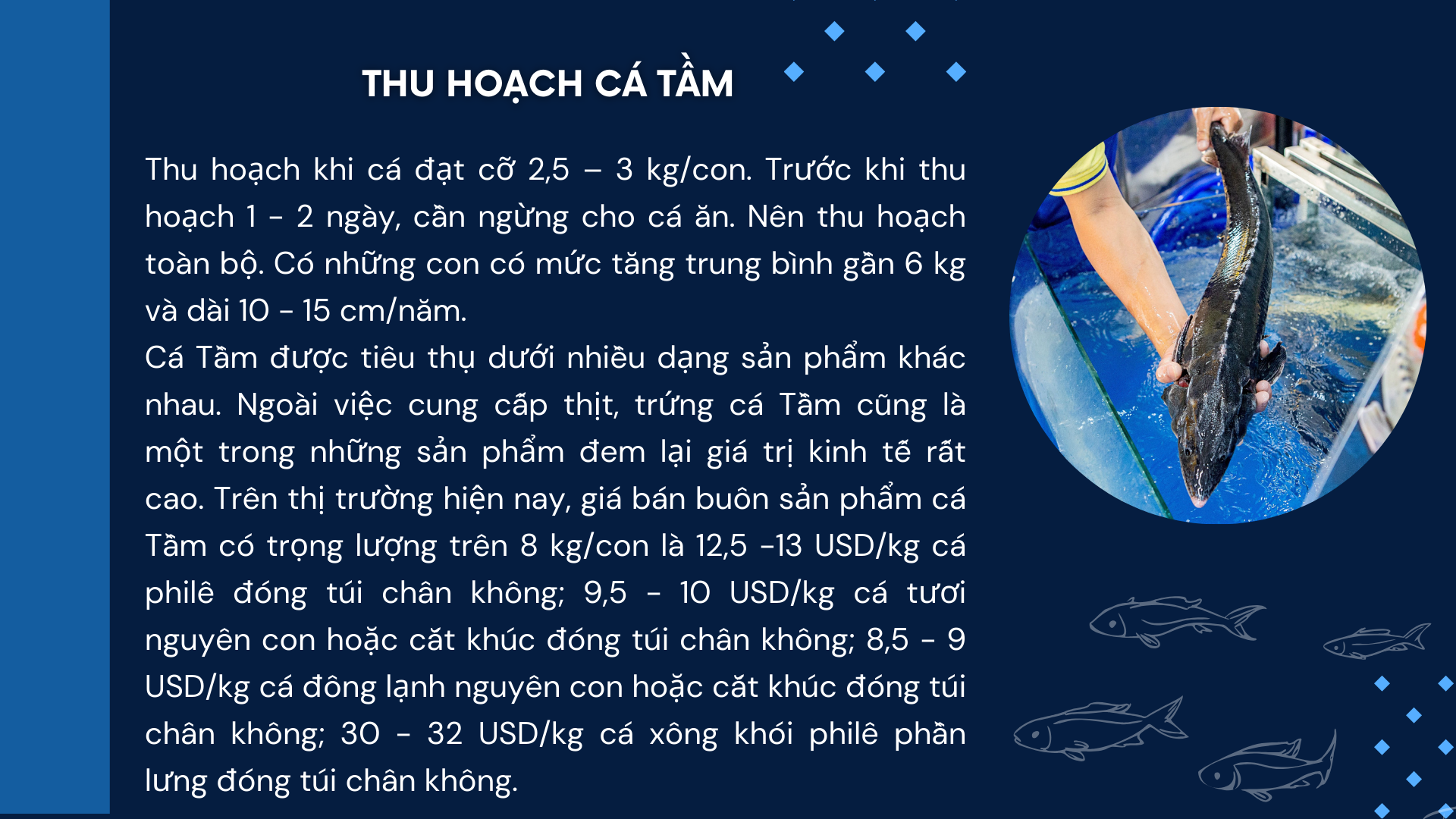 SỔ TAY NHÀ NÔNG: Thu hoạch cá tầm và những điều cần lưu ý- Ảnh 3.