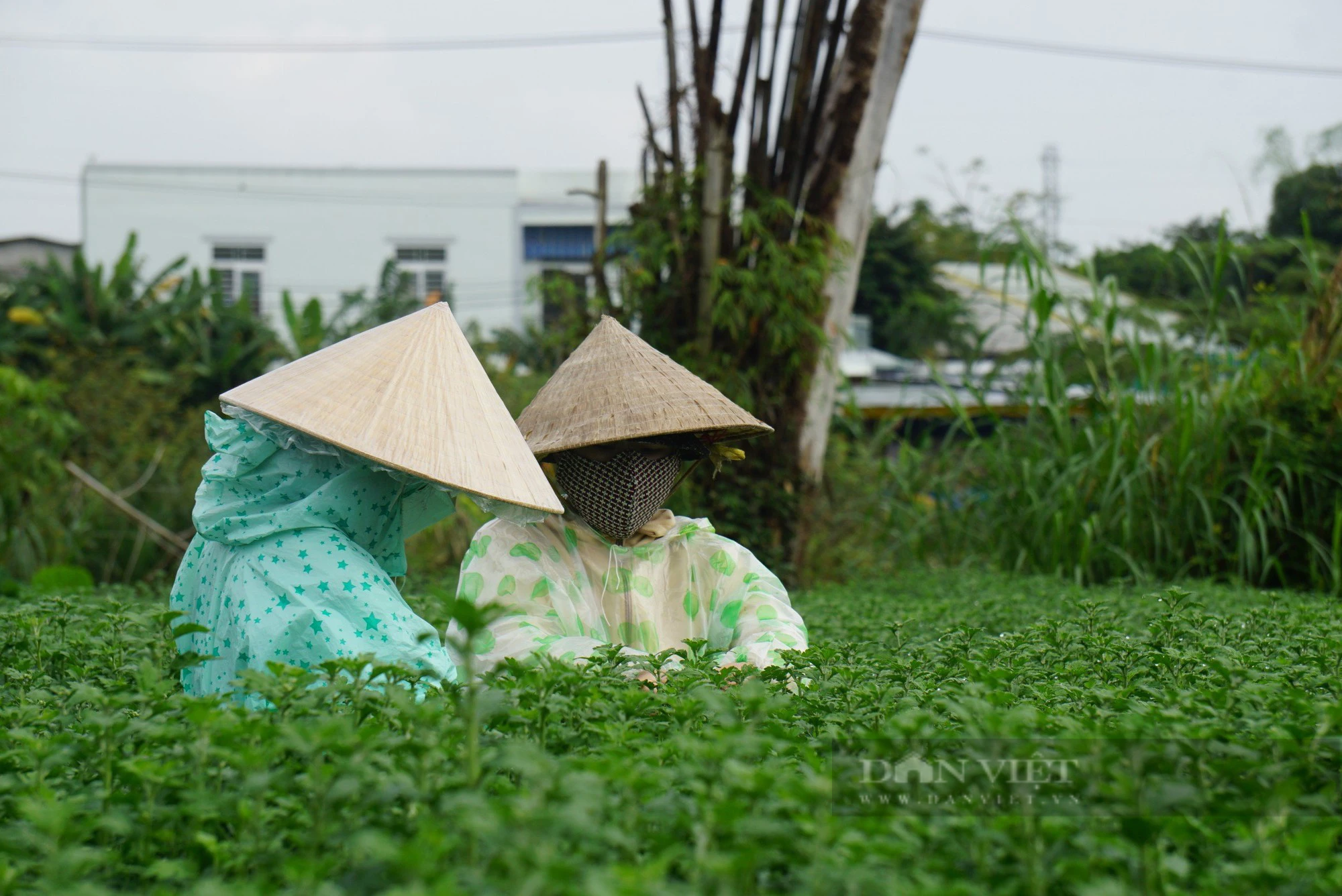 Nông dân Đà Nẵng thay phiên túc trực chăm hoa phục vụ thị trường Tết- Ảnh 4.