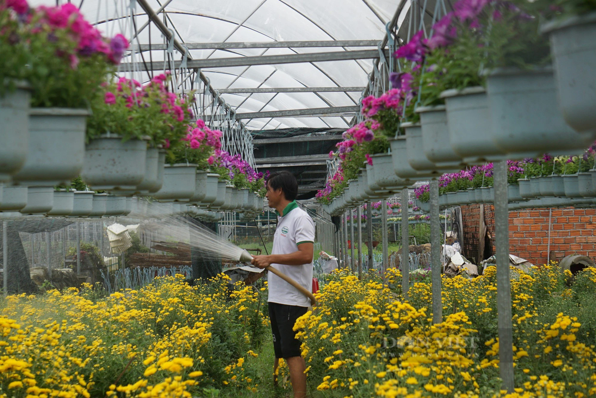 Nông dân Đà Nẵng thay phiên túc trực chăm hoa phục vụ thị trường Tết- Ảnh 5.