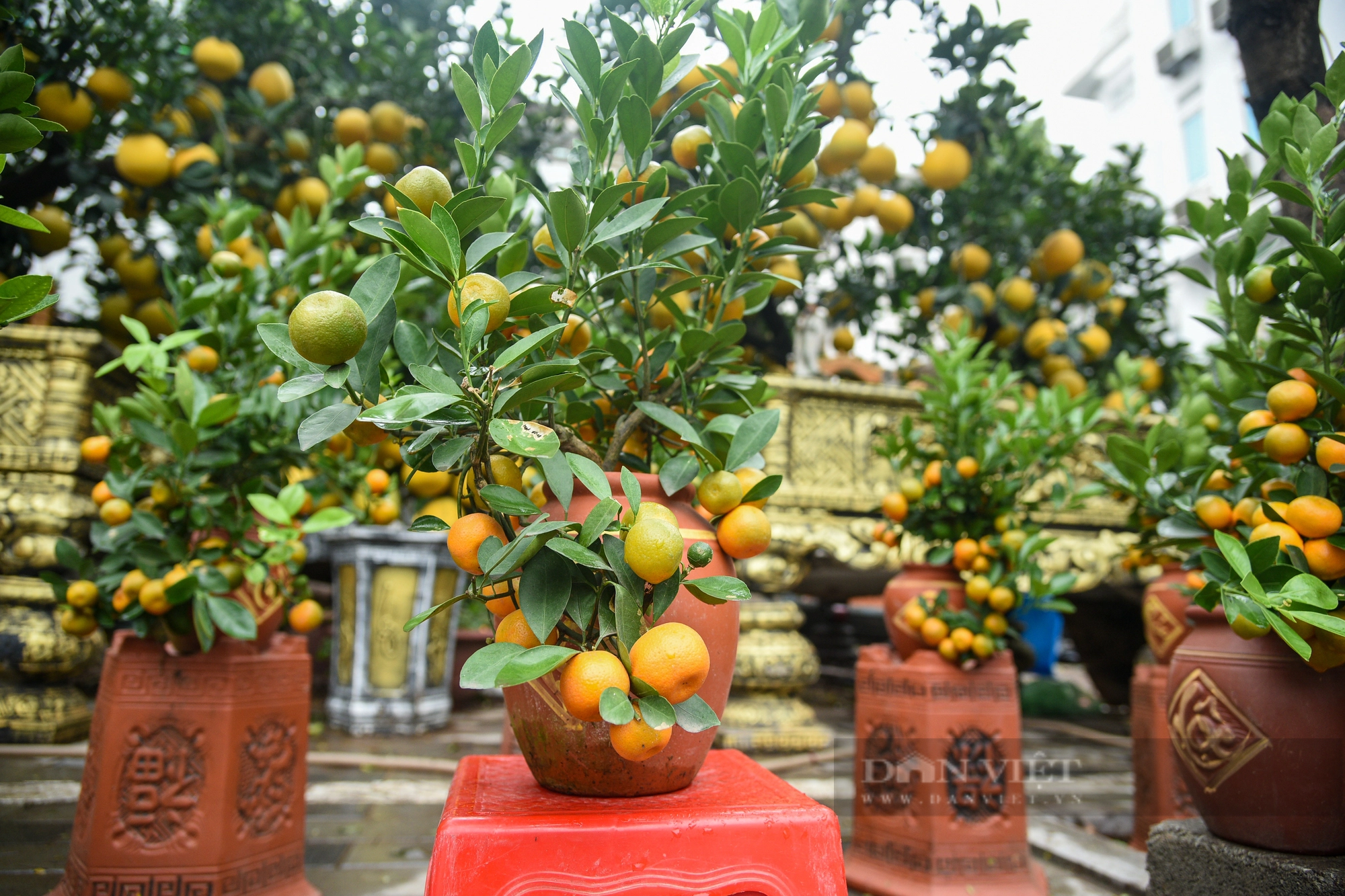 Bưởi cảnh chơi Tết Nguyên đán "đổ bộ" đường phố Hà Nội có giá cả trăm triệu đồng- Ảnh 11.