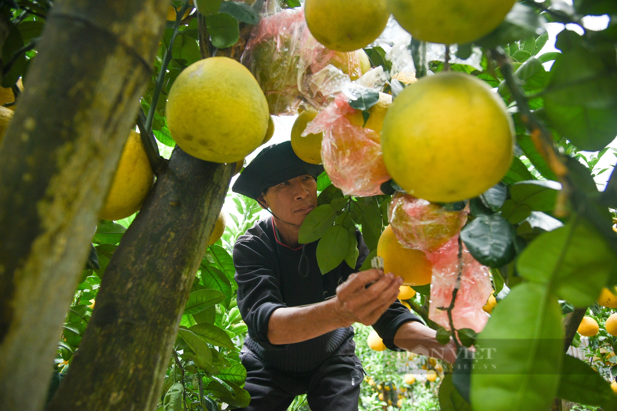 Bưởi cảnh chơi Tết Nguyên đán "đổ bộ" đường phố Hà Nội có giá cả trăm triệu đồng- Ảnh 12.