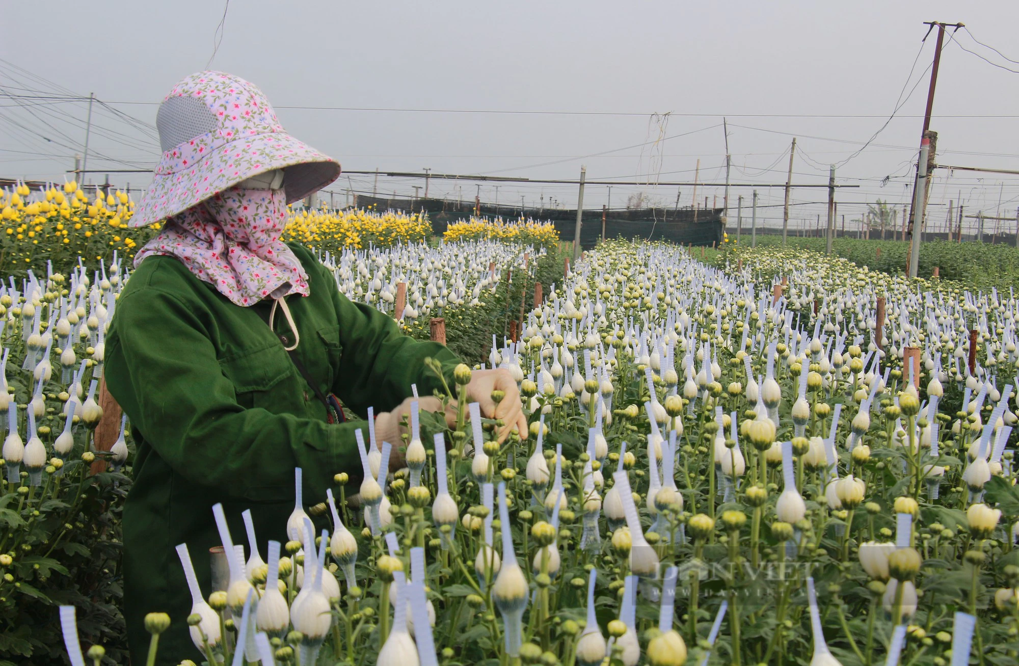 Làng trồng hoa lớn nhất tỉnh Nam Định tất bật vào vụ, thương lái khắp nơi kéo đến mua- Ảnh 5.