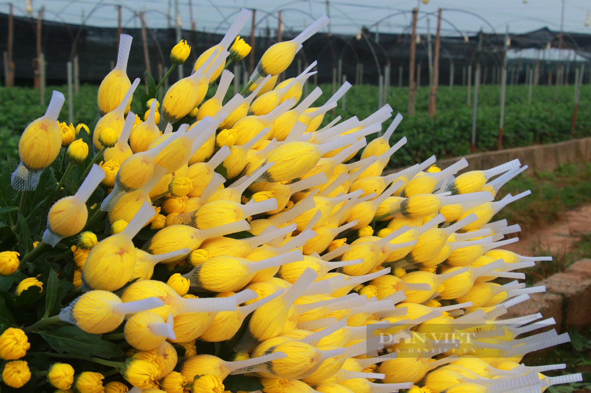Làng trồng hoa lớn nhất tỉnh Nam Định tất bật vào vụ, thương lái khắp nơi kéo đến mua- Ảnh 7.