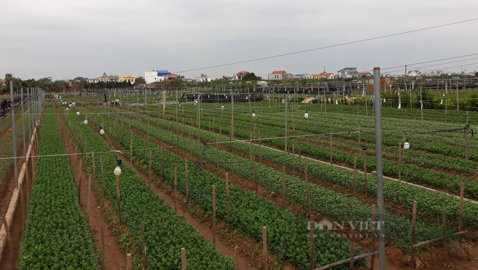 Làng trồng hoa lớn nhất tỉnh Nam Định tất bật vào vụ, thương lái khắp nơi kéo đến mua- Ảnh 9.