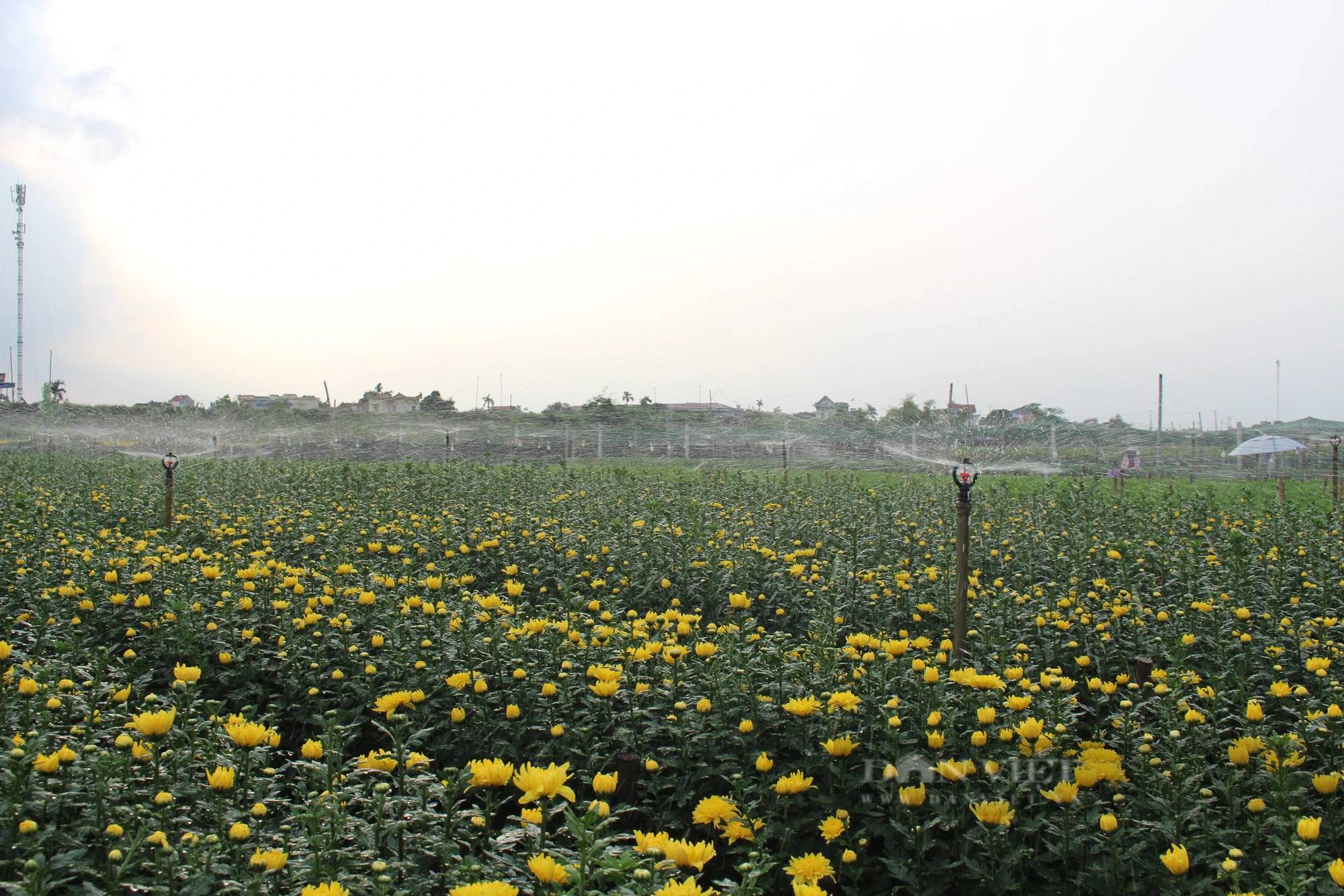 Làng trồng hoa lớn nhất tỉnh Nam Định tất bật vào vụ, thương lái khắp nơi kéo đến mua- Ảnh 10.