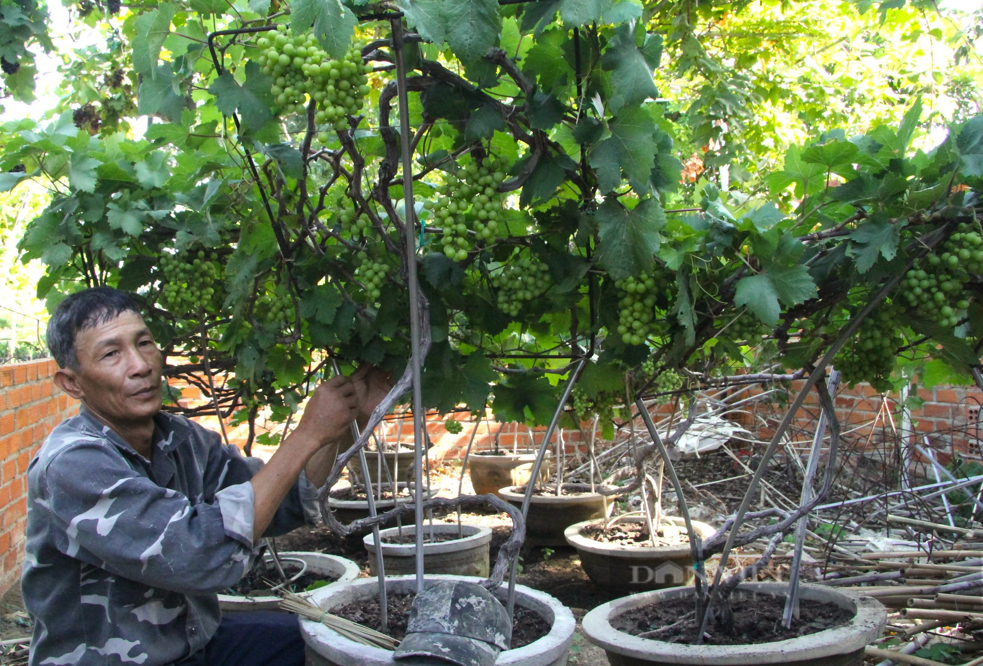 Uốn cây nho thành đủ các kiểu dáng, nông dân Ninh Thuận sẵn sàng tung ra thị trường Tết Giáp Thìn- Ảnh 1.