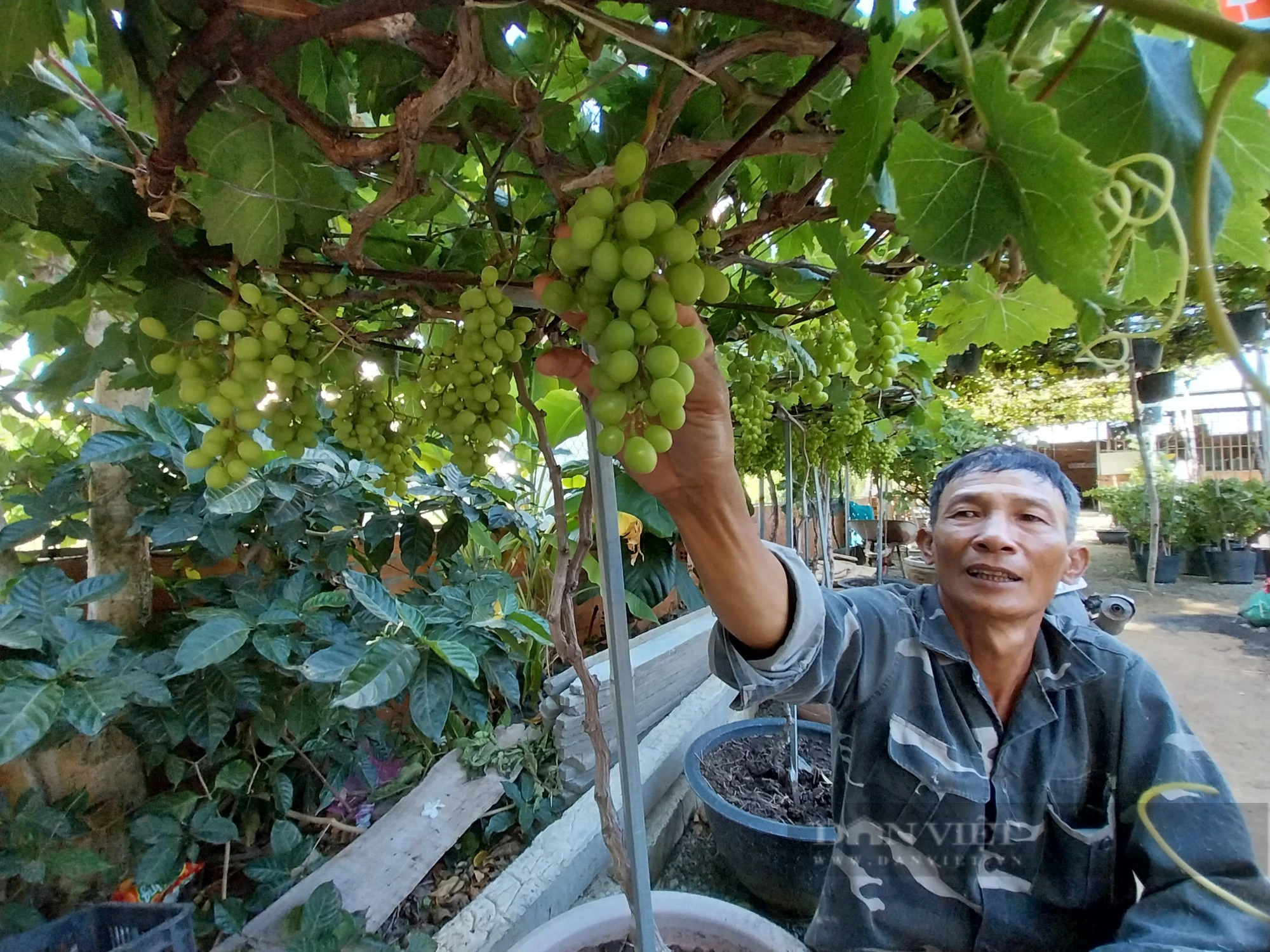 Uốn cây nho thành đủ các kiểu dáng, nông dân Ninh Thuận sẵn sàng tung ra thị trường Tết Giáp Thìn- Ảnh 2.