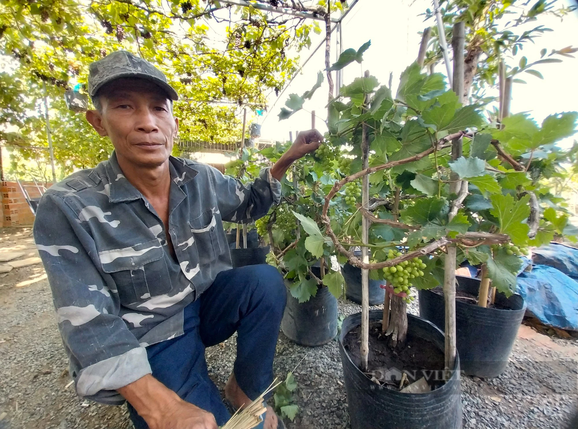 Uốn cây nho thành đủ các kiểu dáng, nông dân Ninh Thuận sẵn sàng tung ra thị trường Tết Giáp Thìn- Ảnh 5.