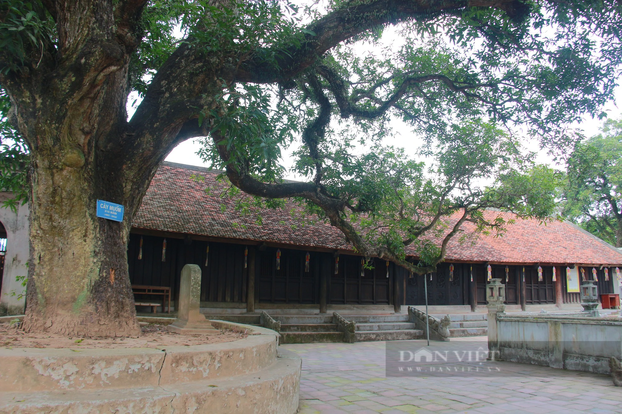 Bốn cây cổ thụ hàng trăm năm tuổi ở chùa Phổ Minh của Nam Định vẫn xanh tươi bốn mùa- Ảnh 1.