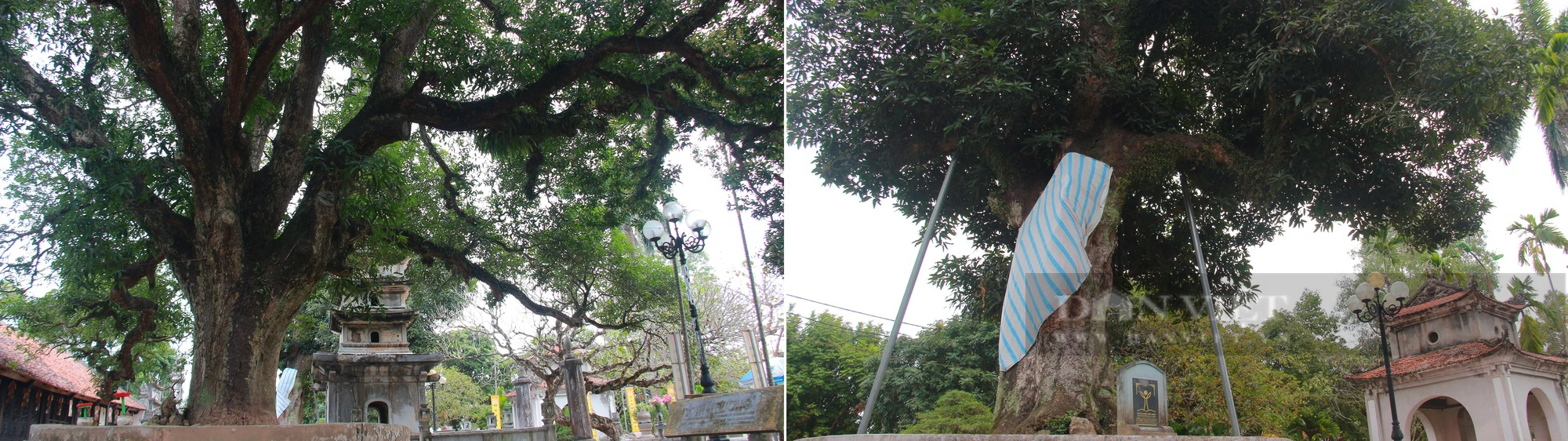 Bốn cây cổ thụ hàng trăm năm tuổi ở chùa Phổ Minh của Nam Định vẫn xanh tươi bốn mùa- Ảnh 2.