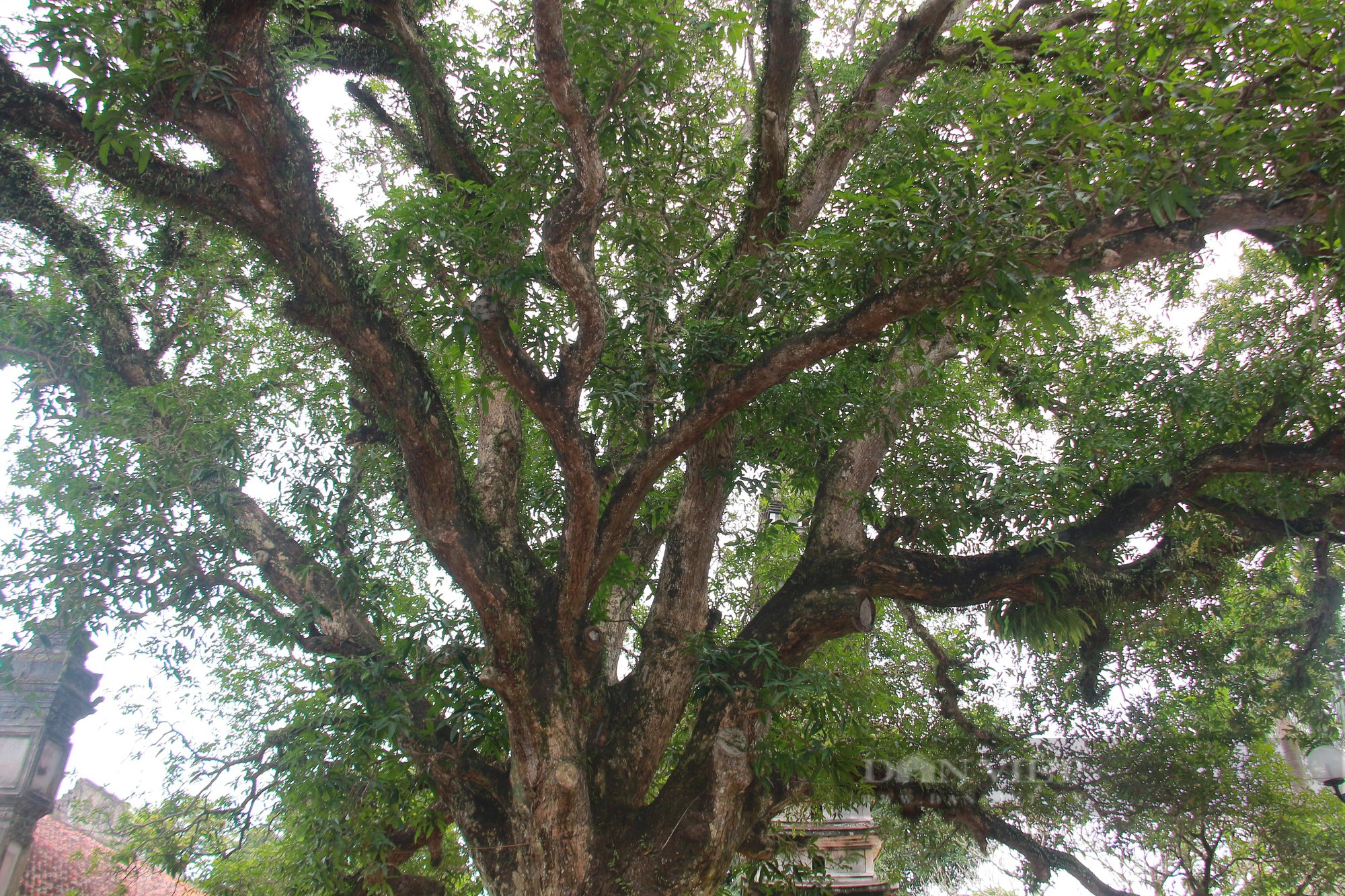 Bốn cây cổ thụ hàng trăm năm tuổi ở chùa Phổ Minh của Nam Định vẫn xanh tươi bốn mùa- Ảnh 3.