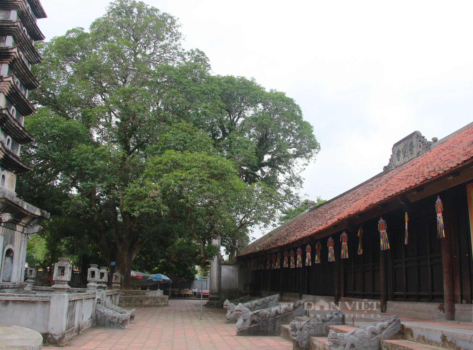 Bốn cây cổ thụ hàng trăm năm tuổi ở chùa Phổ Minh của Nam Định vẫn xanh tươi bốn mùa- Ảnh 4.