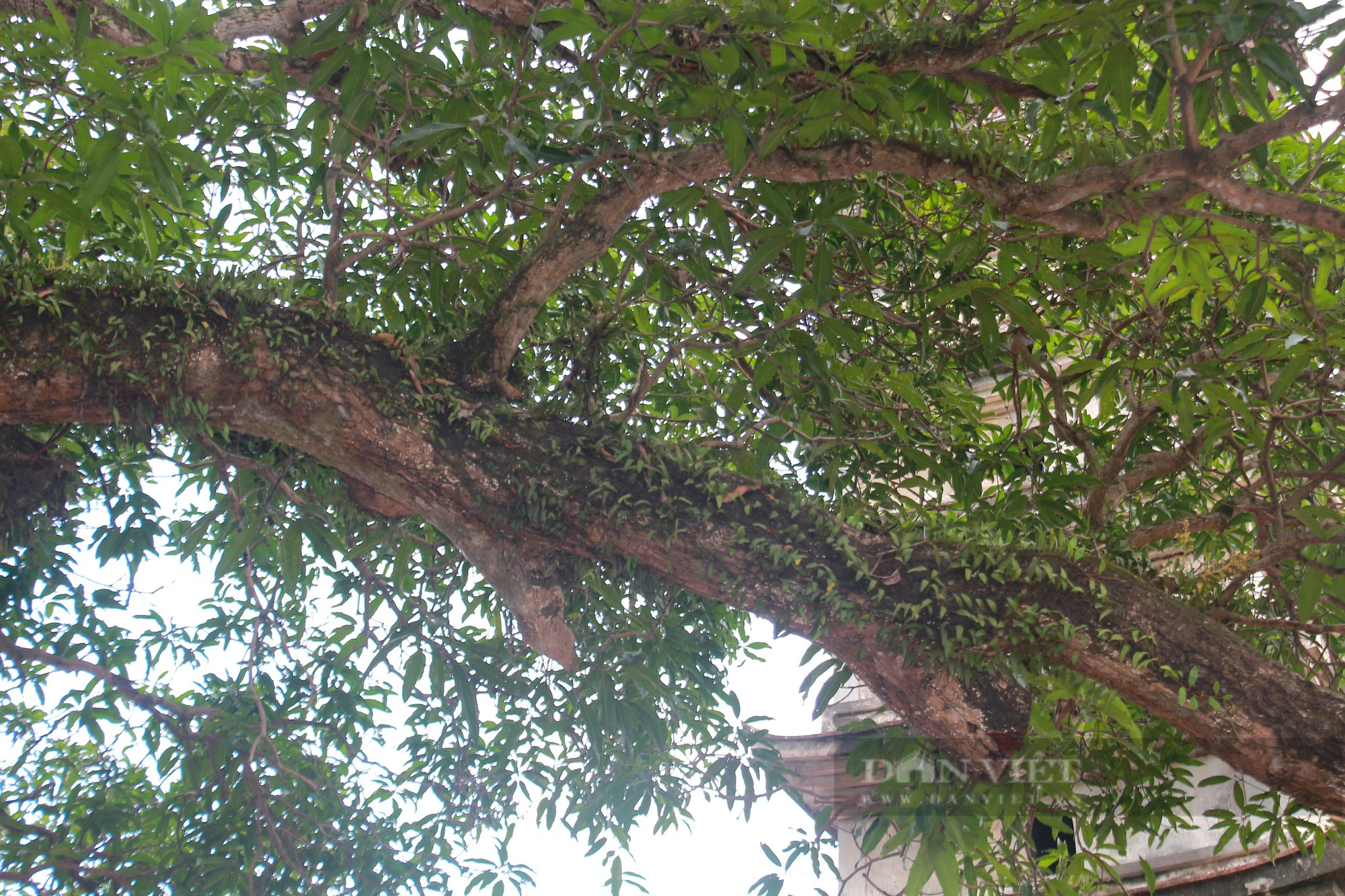 Bốn cây cổ thụ hàng trăm năm tuổi ở chùa Phổ Minh của Nam Định vẫn xanh tươi bốn mùa- Ảnh 5.